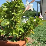 Il Montetto3 -giardino Privato -parcheggio Privato- Vicino A Lerici 3* 아르콜라